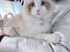 -申普宠物医院·心脏介入·心血管微创(总院)