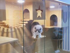 -猫十亿·布偶金渐层·曼基康矮脚猫舍(青年路店)