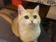 -猫大福·Fortune Cat猫舍(百子湾店)
