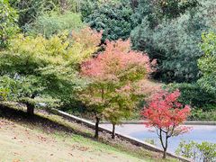 -上海吴淞炮台湾国家湿地公园