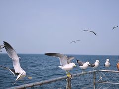 -海驴岛(荣成市)