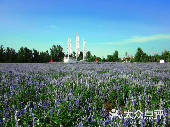 洛阳中国薰衣草庄园图片 - 第1张