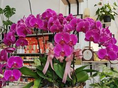-FEI FEI FLOWER鲜花店·气球派对·宝宝宴布置(虹口德必运动Loft店)