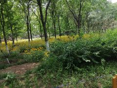 -大兴滨河森林公园