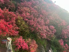 -木兰云雾山