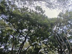 -紫马岭公园