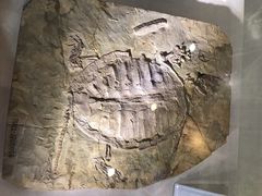 -辽宁古生物博物馆