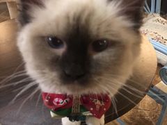 -共舞时光猫咖·狗咖(新街口店)