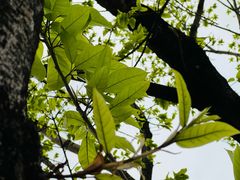 -深圳国际园林花卉博览园