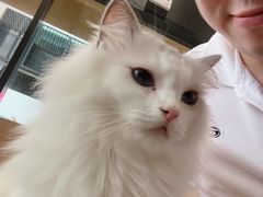 -瞄一喵猫咖(格力海岸店)