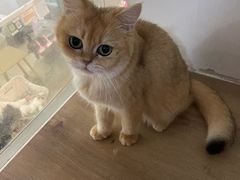 -李小姐の猫咖啡馆(五角场店)