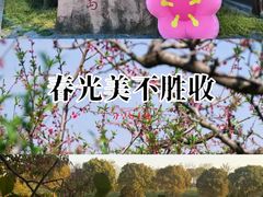 -金鸡湖桃花岛
