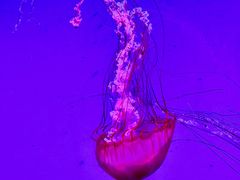 -沈阳海洋探索中心