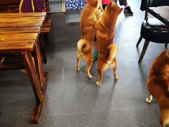 -柴源莊·柴小宠柴犬咖啡