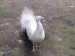 -哈尔滨北方森林动物园