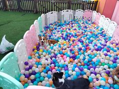 -汪说喵讲宠物乐园宠物酒店(红星美凯龙店)