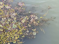 -昆山城市生态森林公园