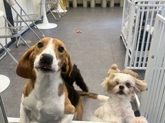 -有喵·猫咖·狗咖·30几只猫10只小狗(岗厦店)