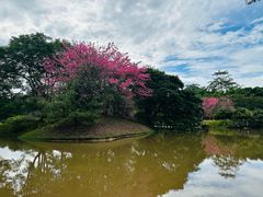 -中国科学院西双版纳热带植物园