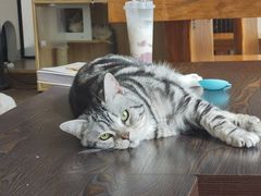 -蓝鲸·缅因猫舍