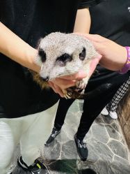 -Zoolung Zoolung动物主题公园(海信广场店)