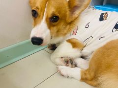 -怪兽屋·羊驼·猫咖·狗咖(俊华广场店)