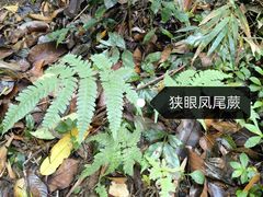 -西双版纳原始森林公园