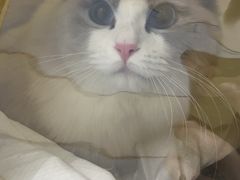 -中农国际动物医院24小时·猫科·骨科·急重症中心