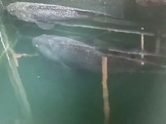 -蓝湾碧波·老字号·疍家非遗海上餐厅