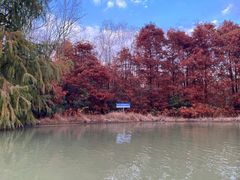 -上海海湾国家森林公园