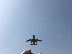 -空港花田景区