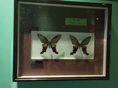 -上海昆虫博物馆