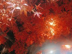 -花间别院(凤凰店)