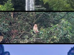 -张家界天门山国家森林公园