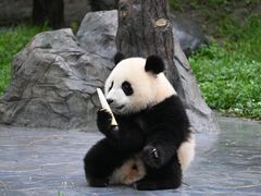 -卧龙中华大熊猫苑神树坪基地