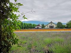 -富田农场