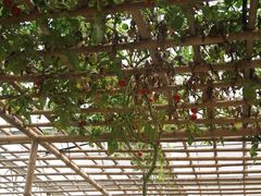 景点-观光南瓜园