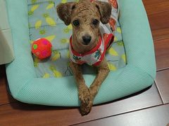 -爱侣宠医·鹦鹉专科·小型哺乳类·异宠专科(灵石路店)