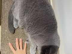 -有猫主题·治愈系猫咖(曾厝垵店)