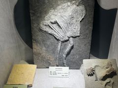 -河南自然博物馆