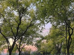 -绿堤公园