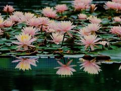 -白鹭湾湿地公园