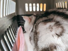 -瑞派康怡24h宠物医院·犬猫医疗中心·微创绝育(瑞景分院)