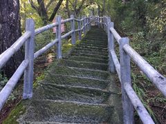 -内乡宝天曼生态旅游区