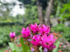 -中国科学院西双版纳热带植物园