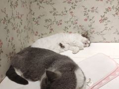 -猫小院猫主题餐厅(三里屯店)