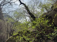 -大岭沟猕猴桃谷风景区