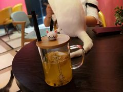 -猫色咖啡·猫咖