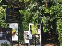 -Fern Forest Cafe