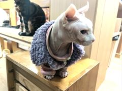 -MOCHA明星猫咖(田子坊店)
